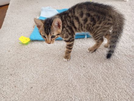 Süsse Bengale mix Kätzchen