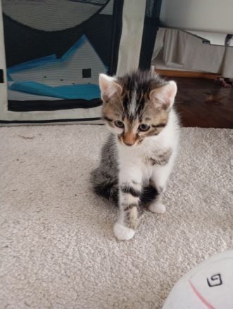 Süsse Bengale mix Kätzchen