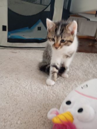 Süsse Bengale mix Kätzchen