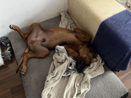 Liebe RR Rhodesian Ridgeback zu verkaufen