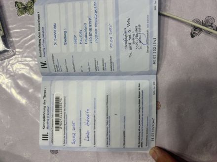 Liebe RR Rhodesian Ridgeback zu verkaufen