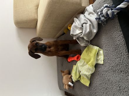 Liebe RR Rhodesian Ridgeback zu verkaufen