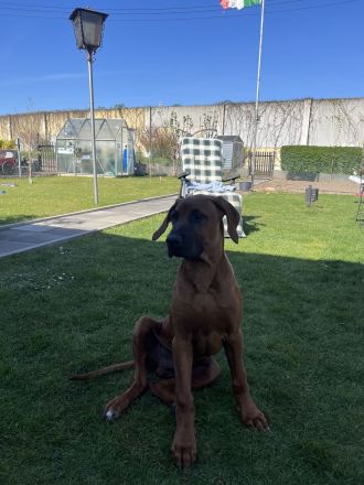 Liebe RR Rhodesian Ridgeback zu verkaufen