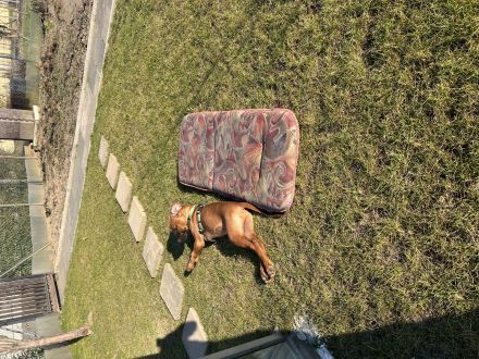 Liebe RR Rhodesian Ridgeback zu verkaufen