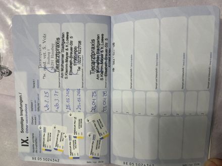 Liebe RR Rhodesian Ridgeback zu verkaufen