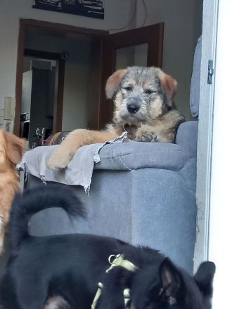 Mausi sucht ihr Sofa