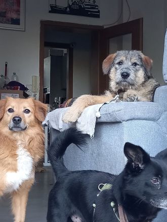 Mausi sucht ihr Sofa