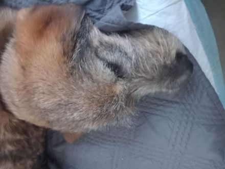 Mausi sucht ihr Sofa