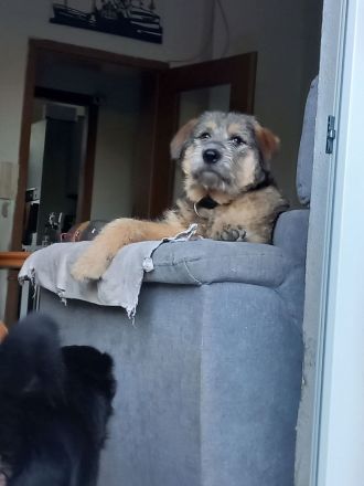 Mausi sucht ihr Sofa