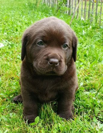 Süße Labradorwelpen aus Liebhaberzucht suchen ein neues Zuhause