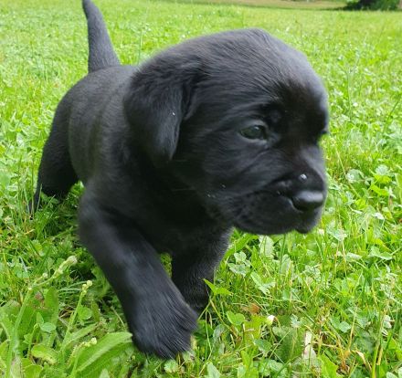 Süße Labradorwelpen aus Liebhaberzucht suchen ein neues Zuhause