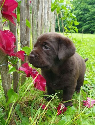 Süße Labradorwelpen aus Liebhaberzucht suchen ein neues Zuhause