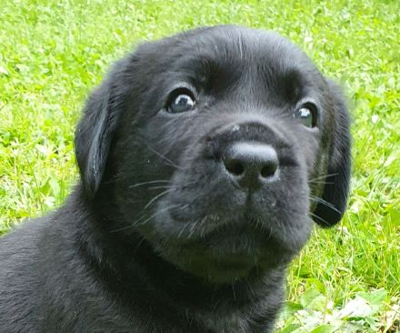 Süße Labradorwelpen aus Liebhaberzucht suchen ein neues Zuhause