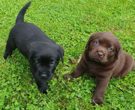 Süße Labradorwelpen aus Liebhaberzucht suchen ein neues Zuhause