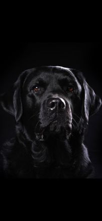 Süße Labradorwelpen aus Liebhaberzucht suchen ein neues Zuhause