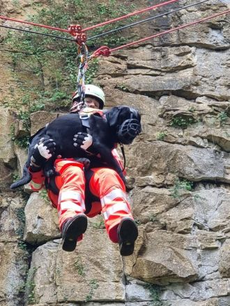 Süße Labradorwelpen aus Liebhaberzucht suchen ein neues Zuhause