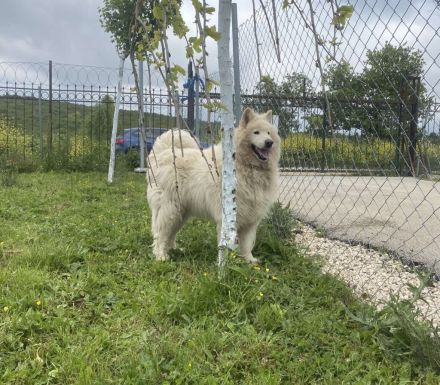 Über Goose – der vergessene