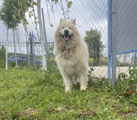 Über Goose – der vergessene