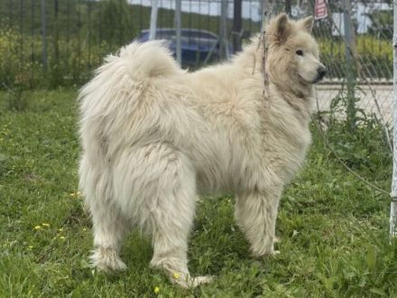 Über Goose – der vergessene