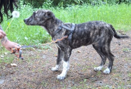 Xenia Mischling 5,5 Monate