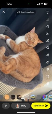 Kater zu verschenken