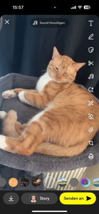 Kater zu verschenken