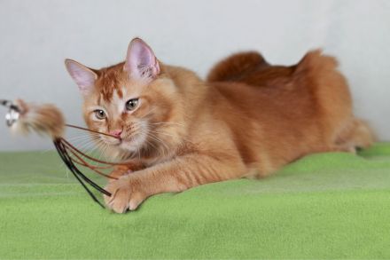 2 wunderschöne Maine Coon Damen (8M, kastriert) abzugeben