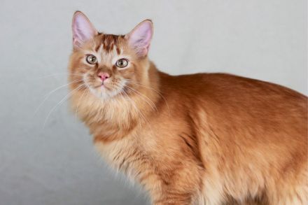 2 wunderschöne Maine Coon Damen (8M, kastriert) abzugeben