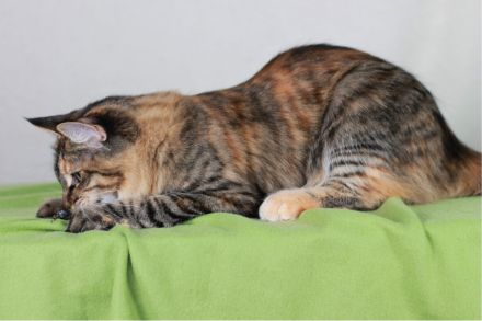 2 wunderschöne Maine Coon Damen (8M, kastriert) abzugeben