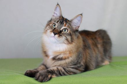 2 wunderschöne Maine Coon Damen (8M, kastriert) abzugeben