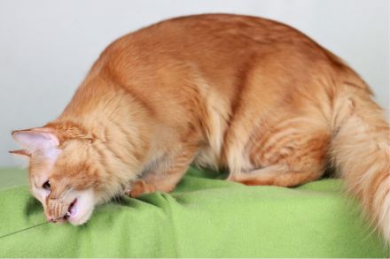 2 wunderschöne Maine Coon Damen (8M, kastriert) abzugeben