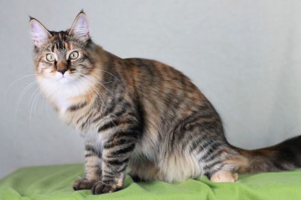 2 wunderschöne Maine Coon Damen (8M, kastriert) abzugeben