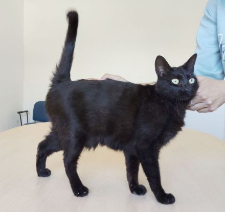 Piña, sehr sozial und gutmütig, wartet auf eine nette Familie