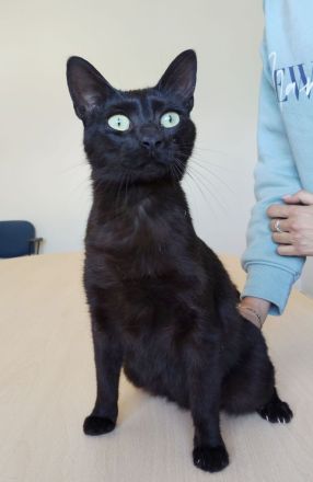 Piña, sehr sozial und gutmütig, wartet auf eine nette Familie