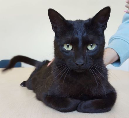 Piña, sehr sozial und gutmütig, wartet auf eine nette Familie