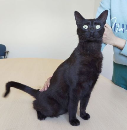 Piña, sehr sozial und gutmütig, wartet auf eine nette Familie