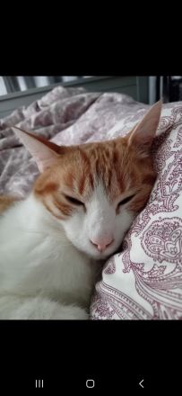 Zwei liebe Kater suchen ein neues Zuhause