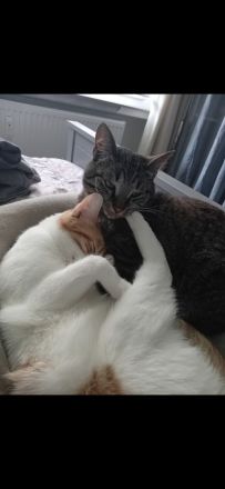 Zwei liebe Kater suchen ein neues Zuhause