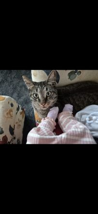 Zwei liebe Kater suchen ein neues Zuhause