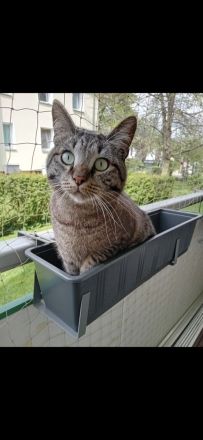 Zwei liebe Kater suchen ein neues Zuhause
