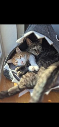 Zwei liebe Kater suchen ein neues Zuhause