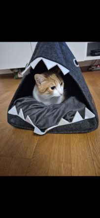 Zwei liebe Kater suchen ein neues Zuhause