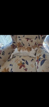 Zwei liebe Kater suchen ein neues Zuhause