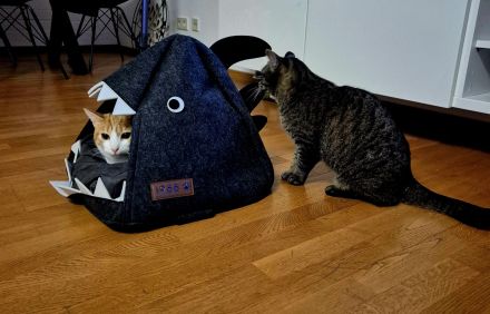 Zwei liebe Kater suchen ein neues Zuhause