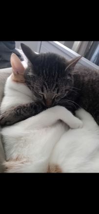 Zwei liebe Kater suchen ein neues Zuhause