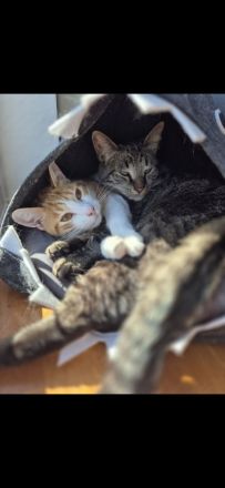 Zwei liebe Kater suchen ein neues Zuhause