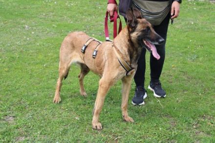 Akira - loyal, intelligent und voller Energie