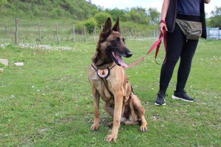 Akira - loyal, intelligent und voller Energie