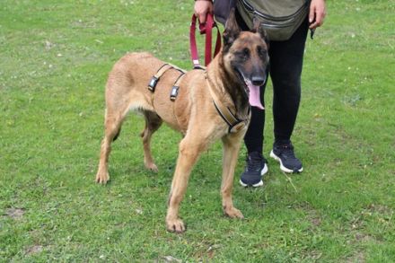 Akira - loyal, intelligent und voller Energie