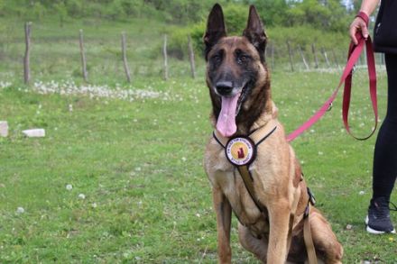 Akira - loyal, intelligent und voller Energie